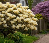 magnolia5 — копия